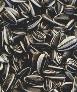 Sunflower Seeds