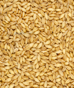 Barley Grains